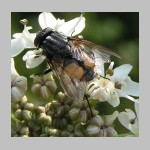 Muscidae sp - Echte Fliege 02a 10mm.jpg